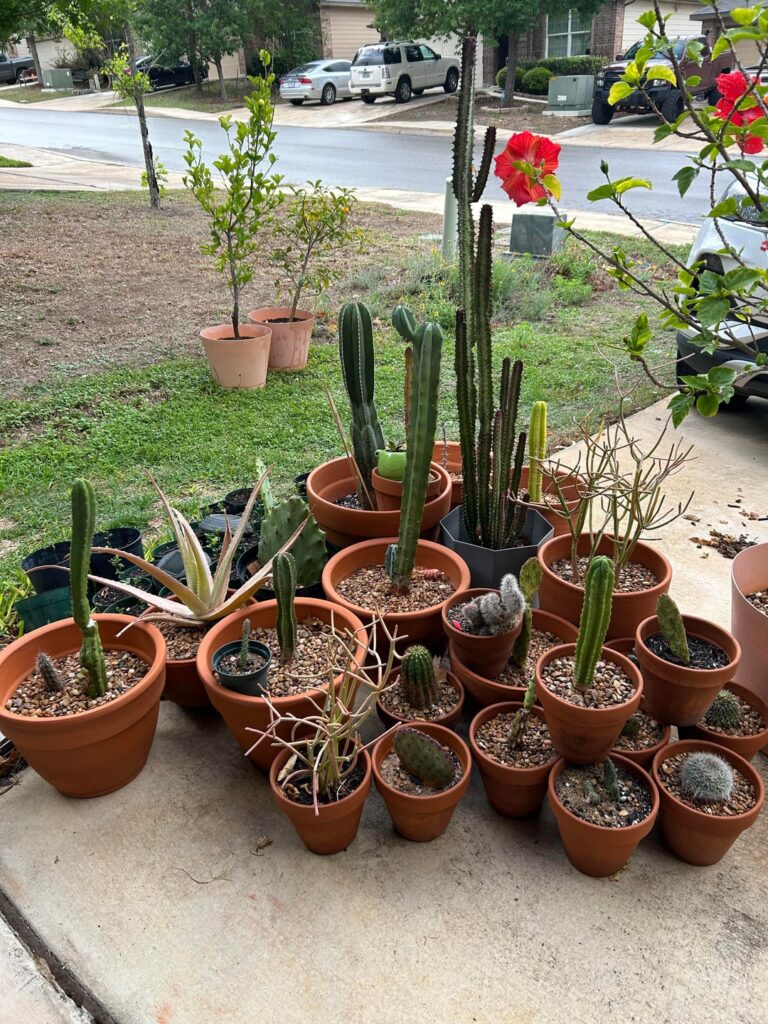 Need soil composition advice. I’m planning to move cactus to ground. Need soil composition advice. I’m planning to move cactus to ground.