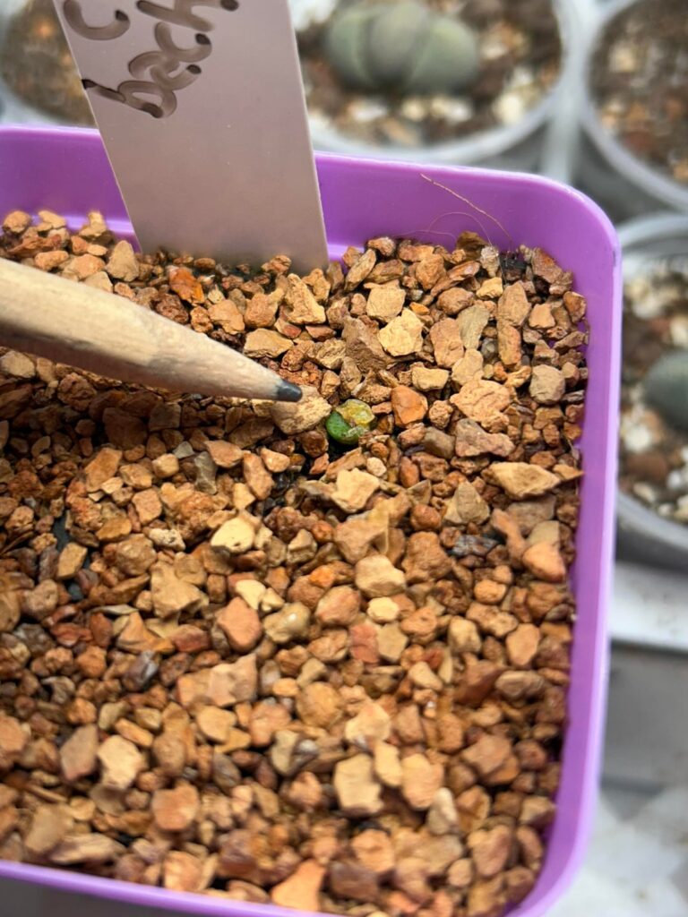 Two tiny little surprises in the grow room today Two tiny little surprises in the grow room today