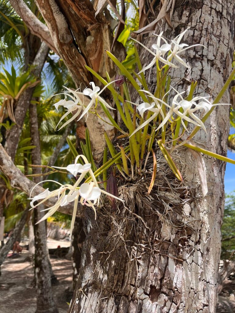 Wild orchids in Panama!
