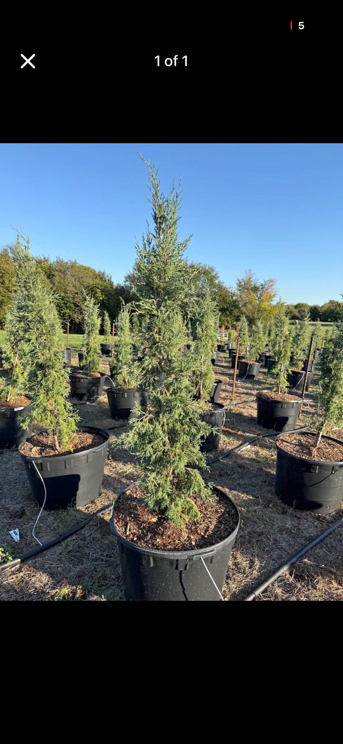 Would you say these are worth $100 per? 25gall Taylor Junipers. Help!