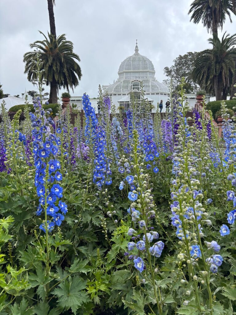 Went to the SF Conservatory of Flowers!