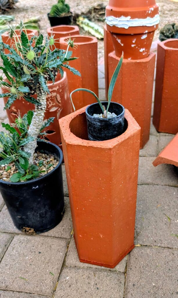 Welwitschia questions/advice