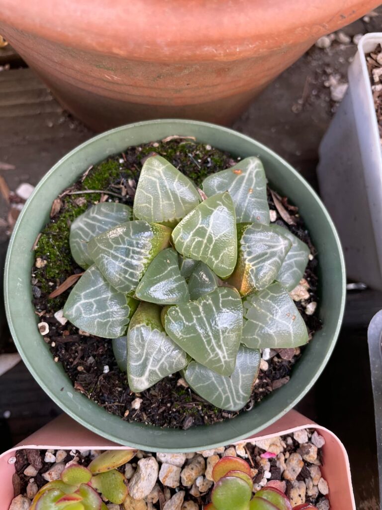 What kind of Haworthia are these?