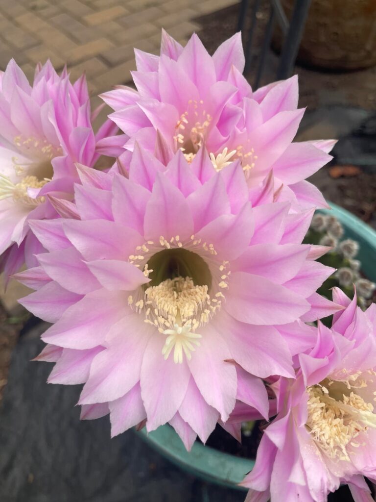 First blooms of the year