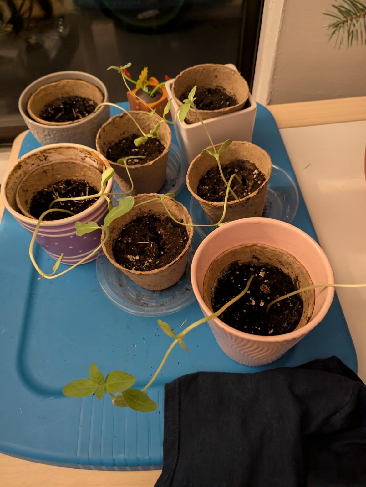 Can anyone explain why my sunflower seedlings are growing like this?