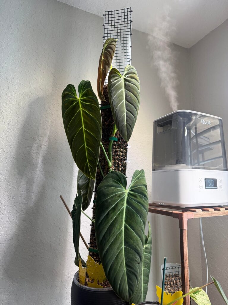 Why are my melanochrysum leaves not getting as big as they did before? Why are my melanochrysum leaves not getting as big as they did before?