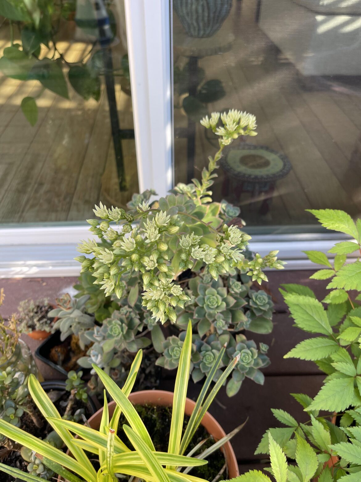 First time blooming 💕