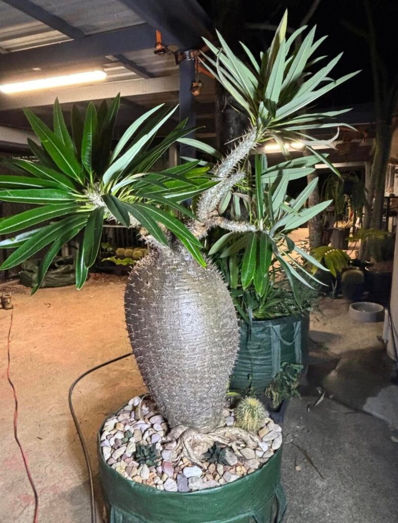 Absolutely amazing Pachypodium fiherense I saw on Facebook, belonging to Julian Ford