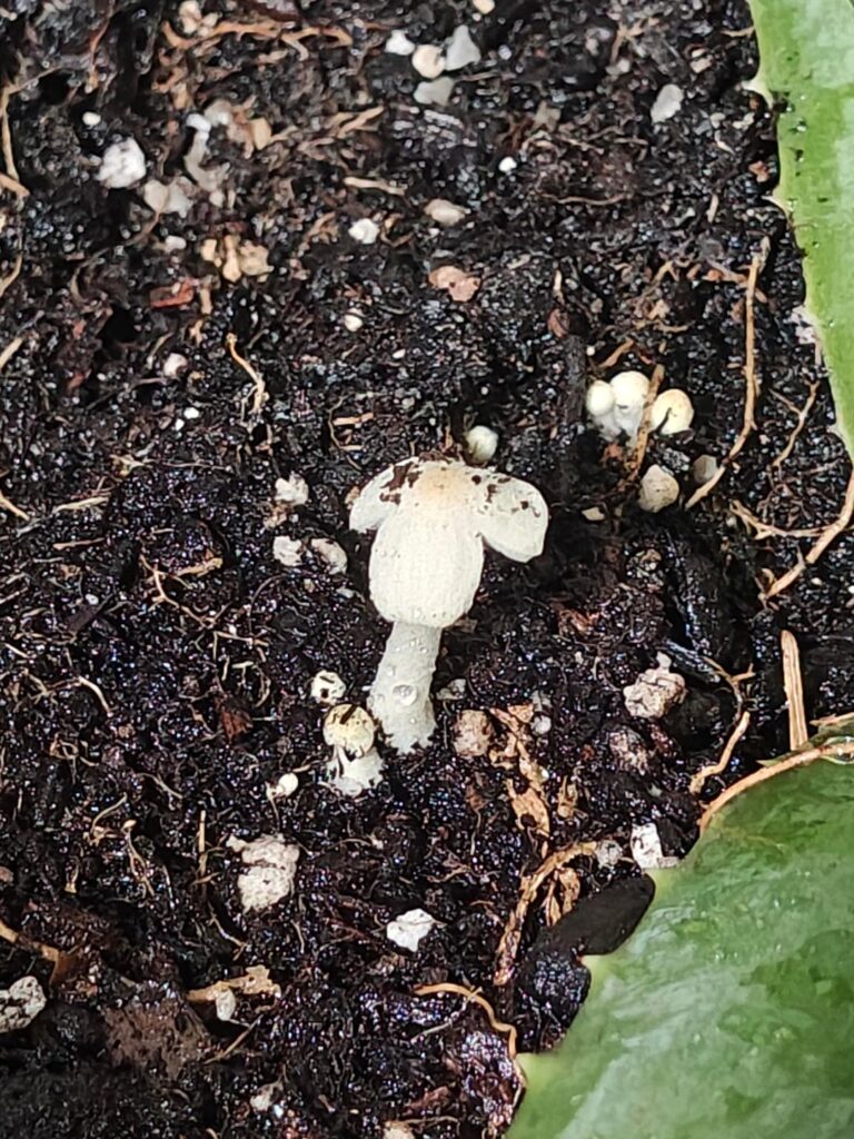 So this lil guy popped up in my aloe soil