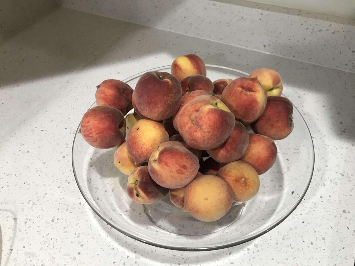 First peach harvest from our 3 year old orchard