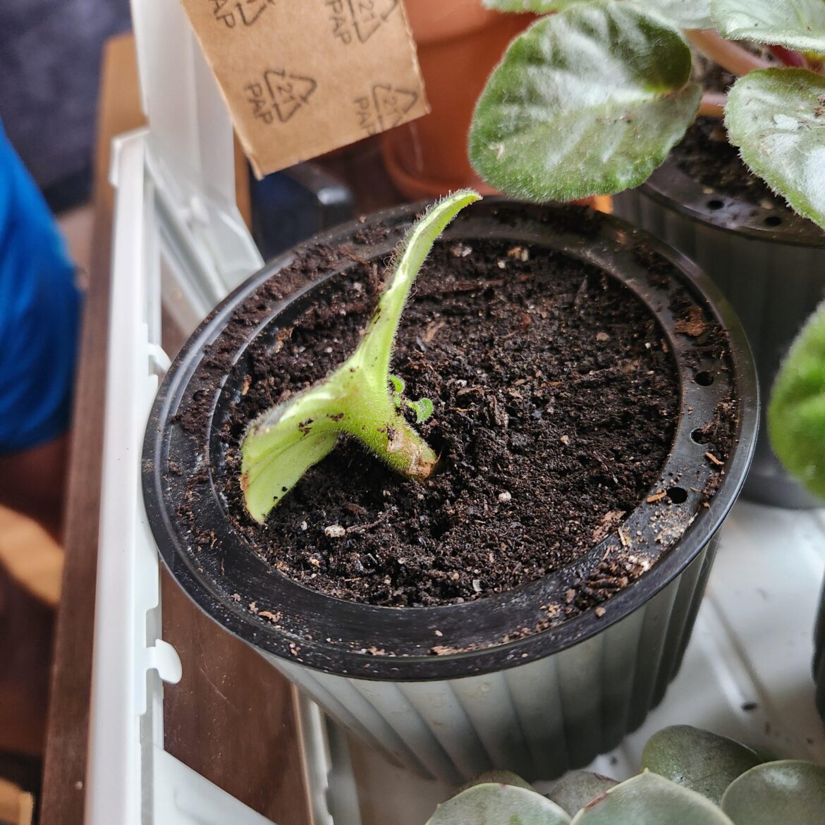 Finally! Propagation success!