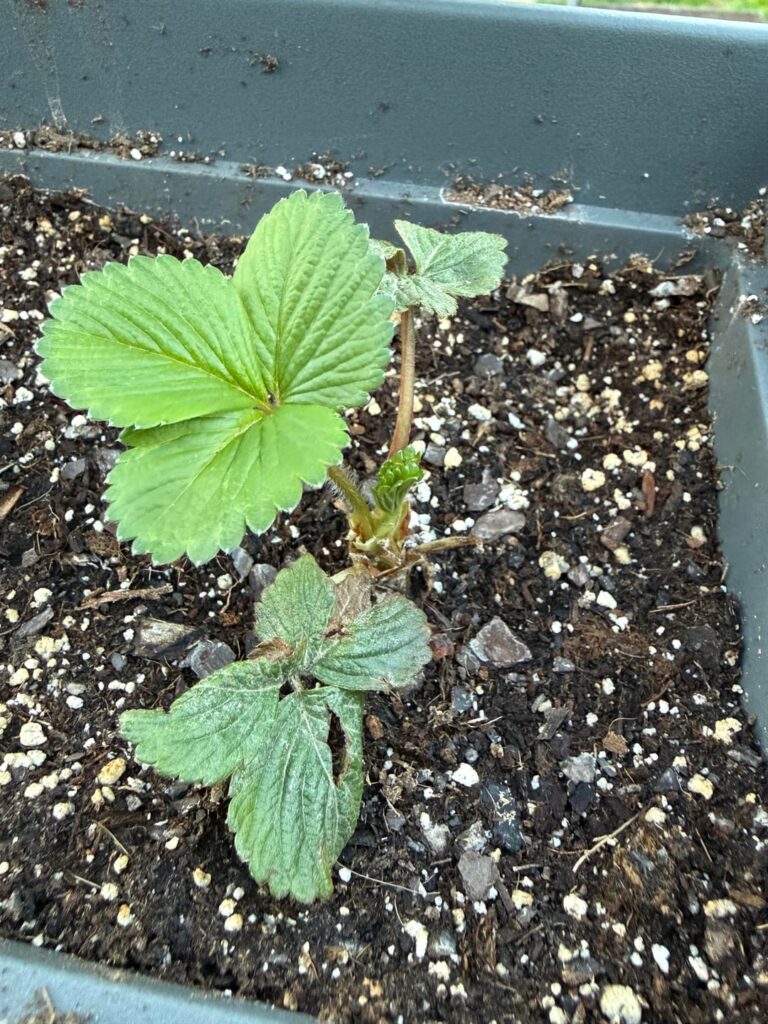Should I trim off those bottom dead looking leaves on my strawberry seedling?