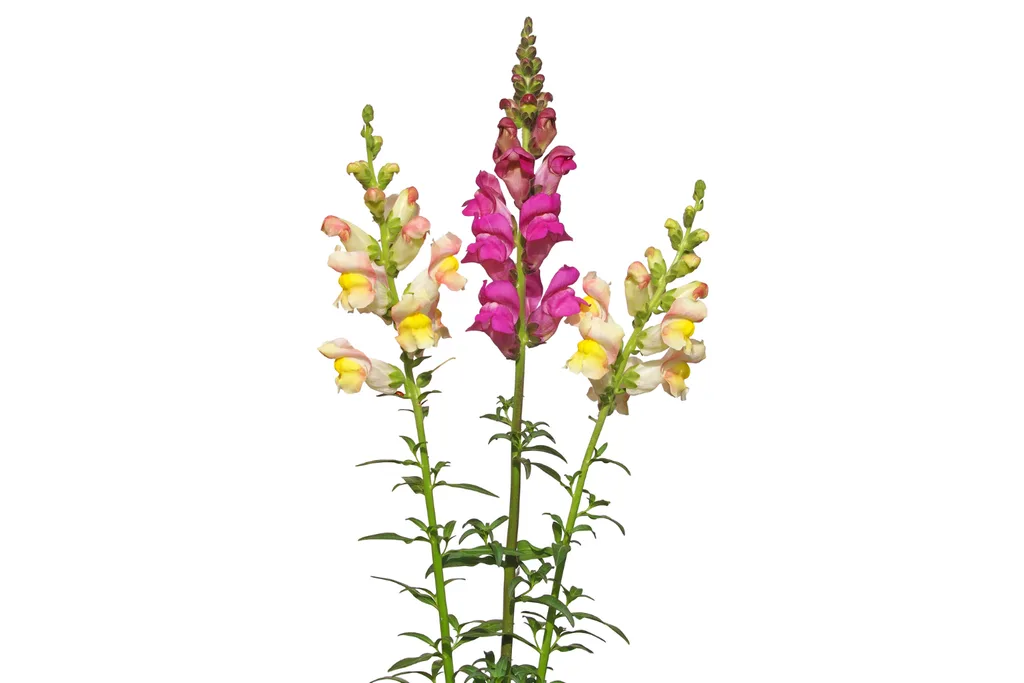 snapdragons 