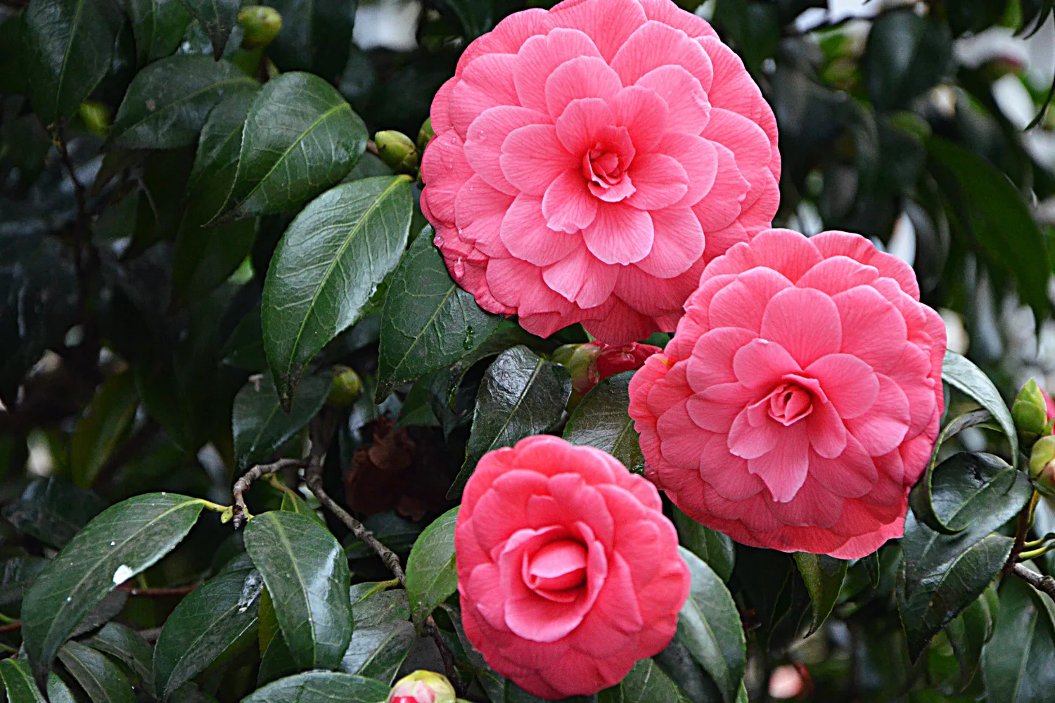 Camellias 