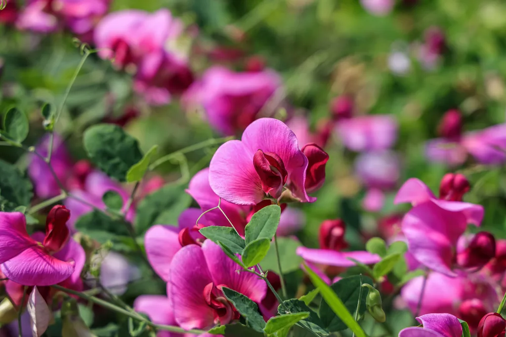 Sweet Peas 