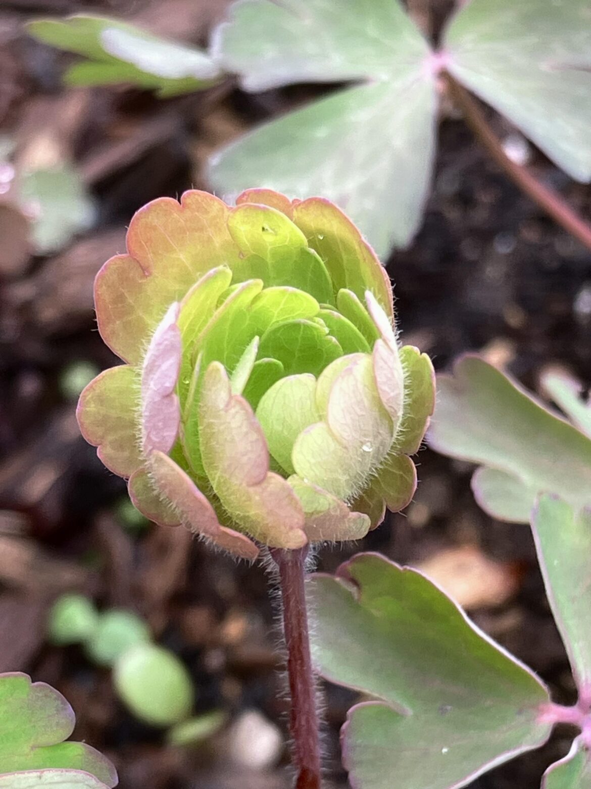 Emerging columbine leaves look like flowers :)