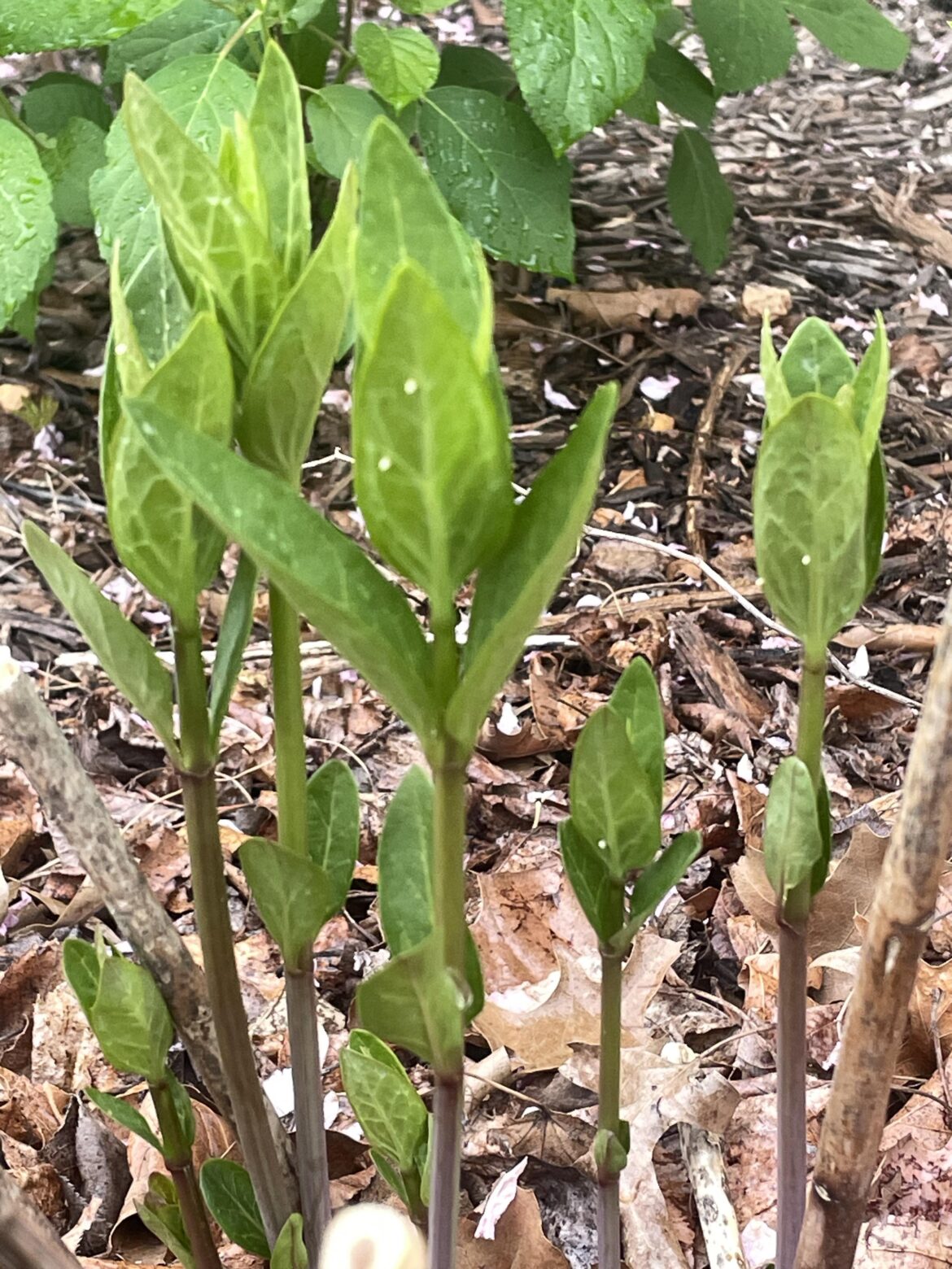 I just added swamp and butterfly milkweed to my garden last year, and it’s already paying off!