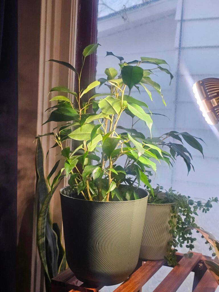Please pray for my plant babies and sanity. Feel like giving up. Please pray for my plant babies and sanity. Feel like giving up.