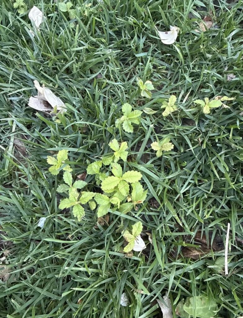 What is this weed? What to apply?