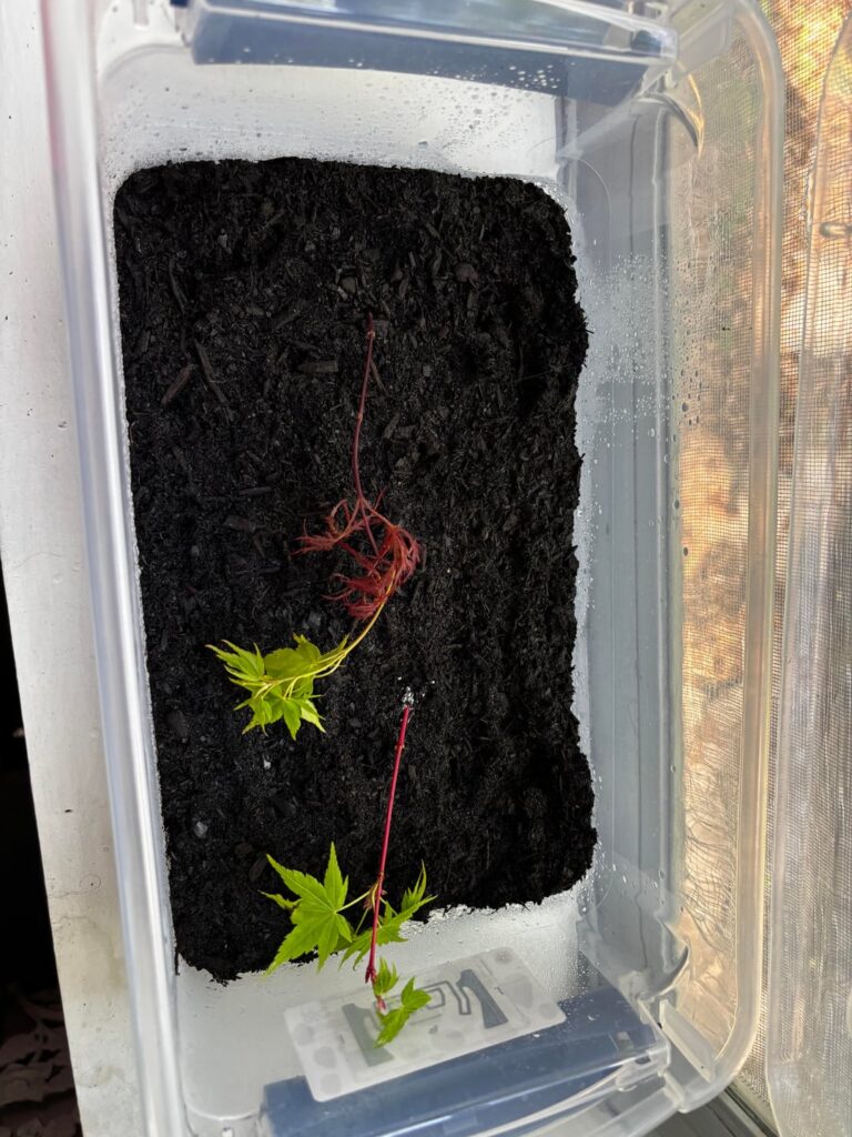 Any advice for a newbie, Japanese Maples Any advice for a newbie, Japanese Maples