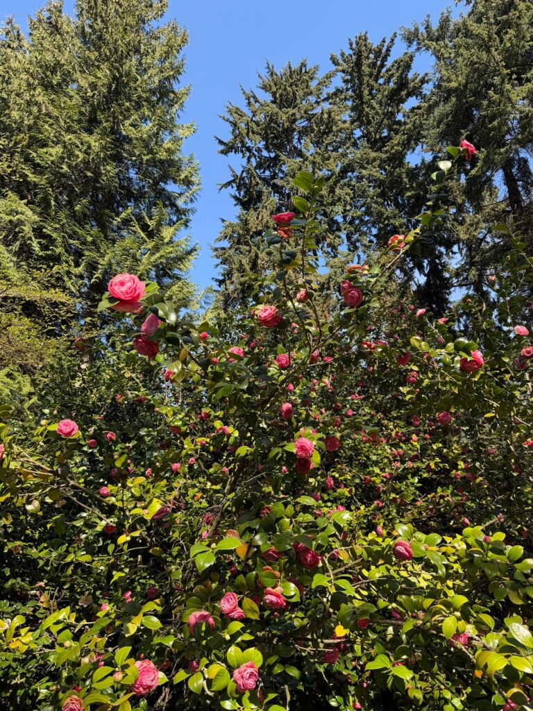 Beautiful Camellia japonica