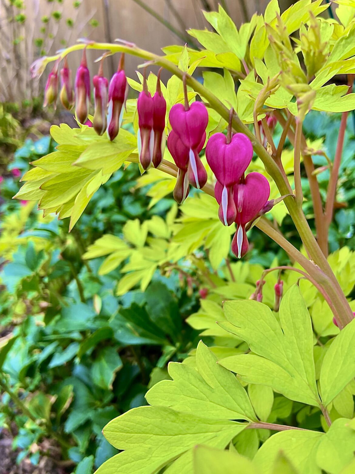 Appreciation post: my gorgeous bleeding heart has bloomed 💕💕