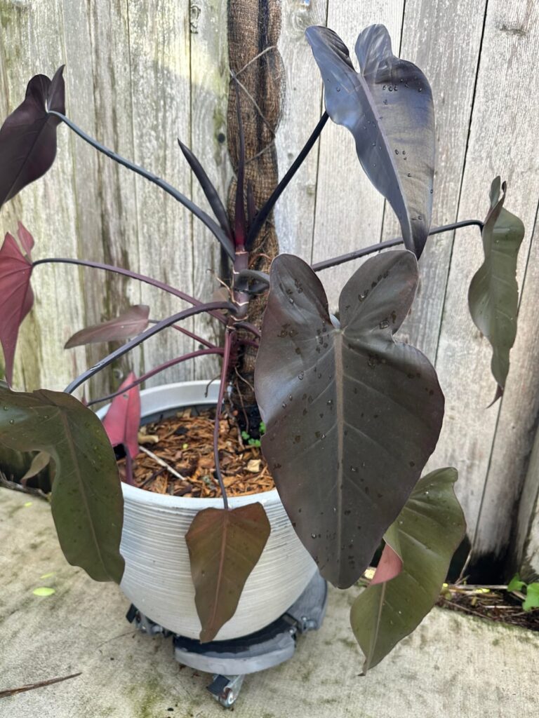 ID?