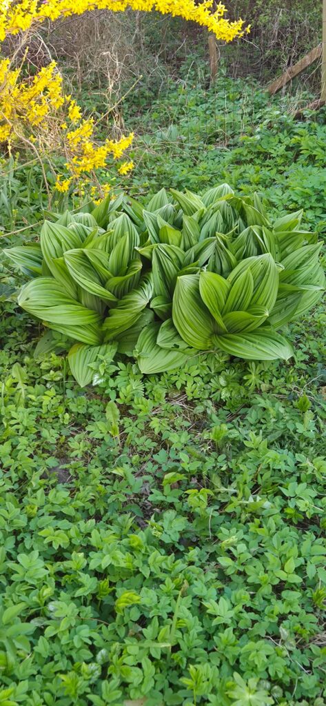 Found this behind som bushes in my garden