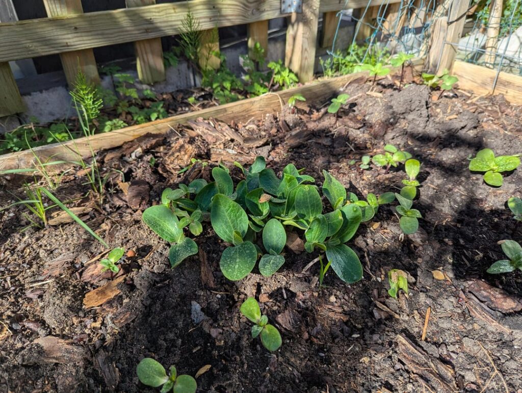 Advice needed volunteers