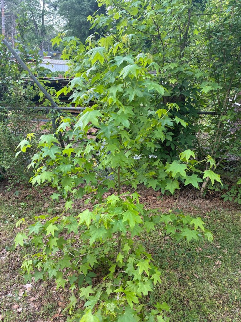 Wha kind of tree?