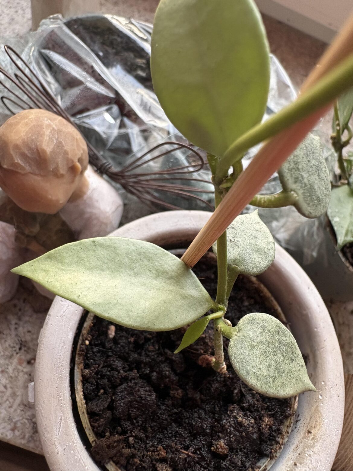 What in the world is going on with these leaves? What in the world is going on with these leaves?