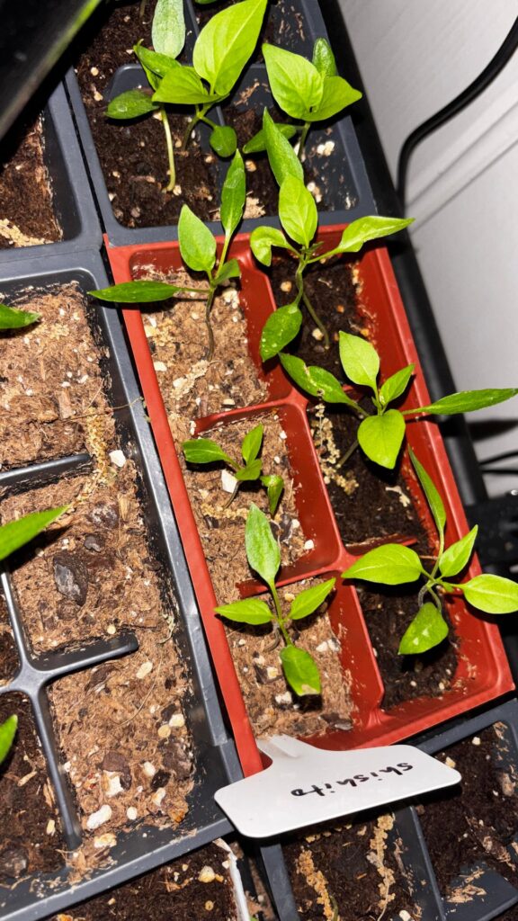 Why won’t my pepper seedlings grow😭 Why won’t my pepper seedlings grow😭