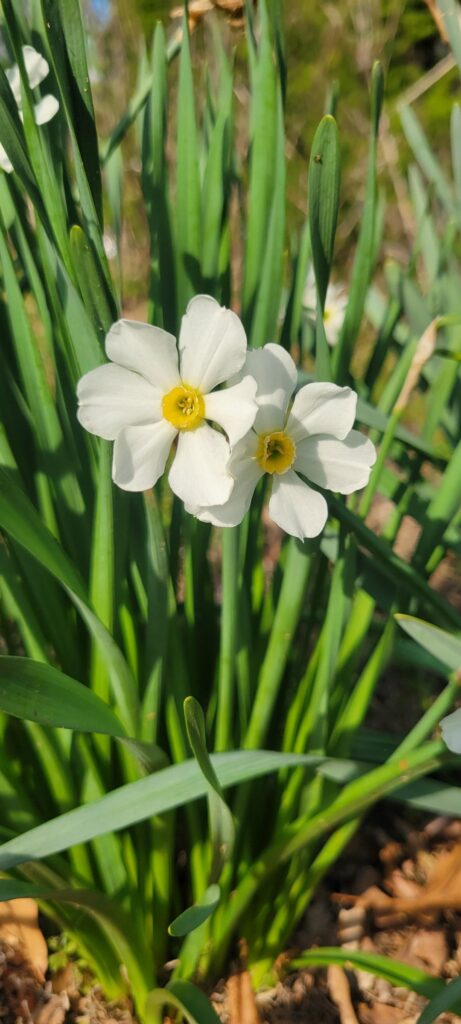 Has anyone ever seen this kind of daffodil