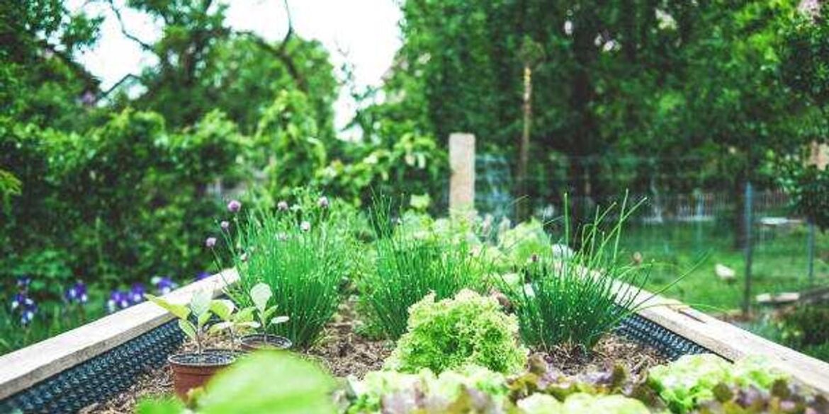 Austin ranks among top-10 best cities for urban gardening Austin ranks among top-10 best cities for urban gardening
