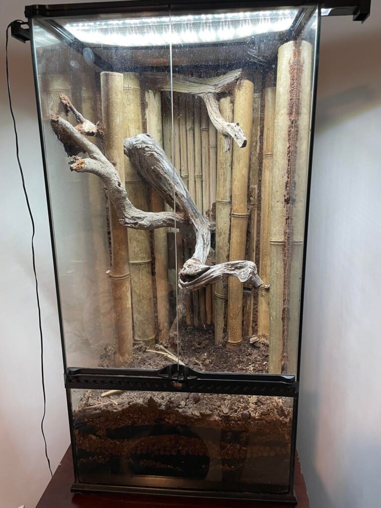 Dry Bones of Bamboo Vivarium Dry Bones of Bamboo Vivarium