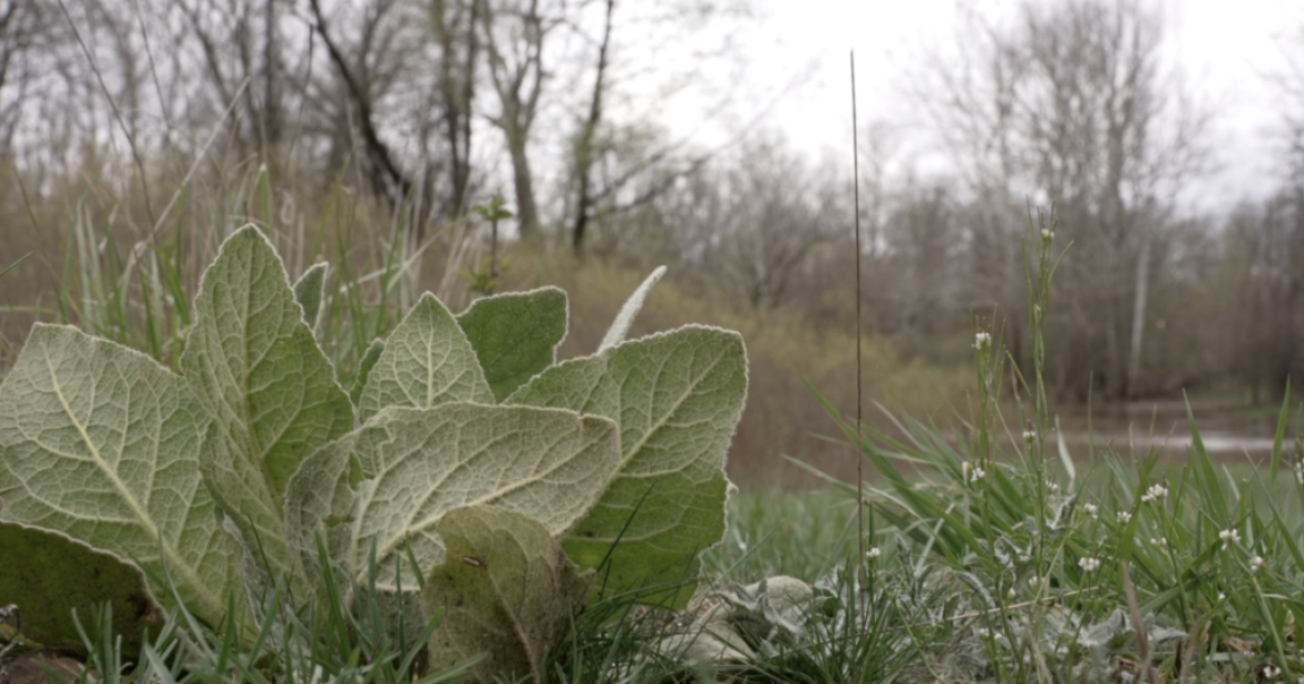 Free native garden program helps Kentwood neighbors purify Plaster Creek Free native garden program helps Kentwood neighbors purify Plaster Creek