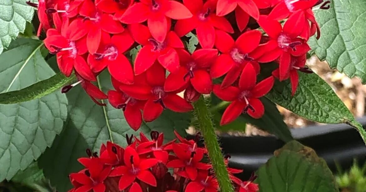 Geek out on all things gardening at Festival des Fleurs Geek out on all things gardening at Festival des Fleurs