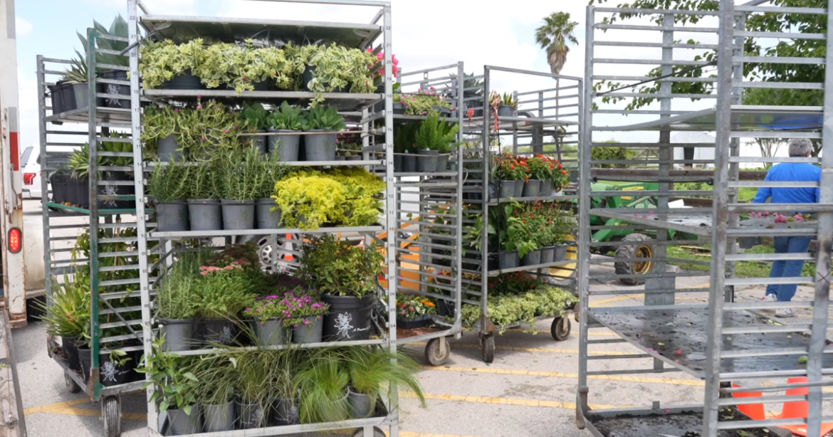 Botanical Gardens annual plant sale features drought-resistant plants Botanical Gardens annual plant sale features drought-resistant plants