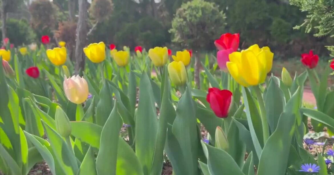 Ladew Topiary Gardens officially reopens for the spring 2026 season.