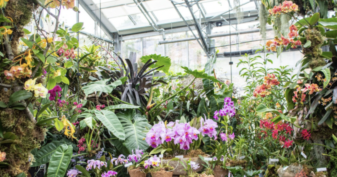 San Diego Botanic Garden Presents ‘Orchids in the Wild’ San Diego Botanic Garden Presents ‘Orchids in the Wild’
