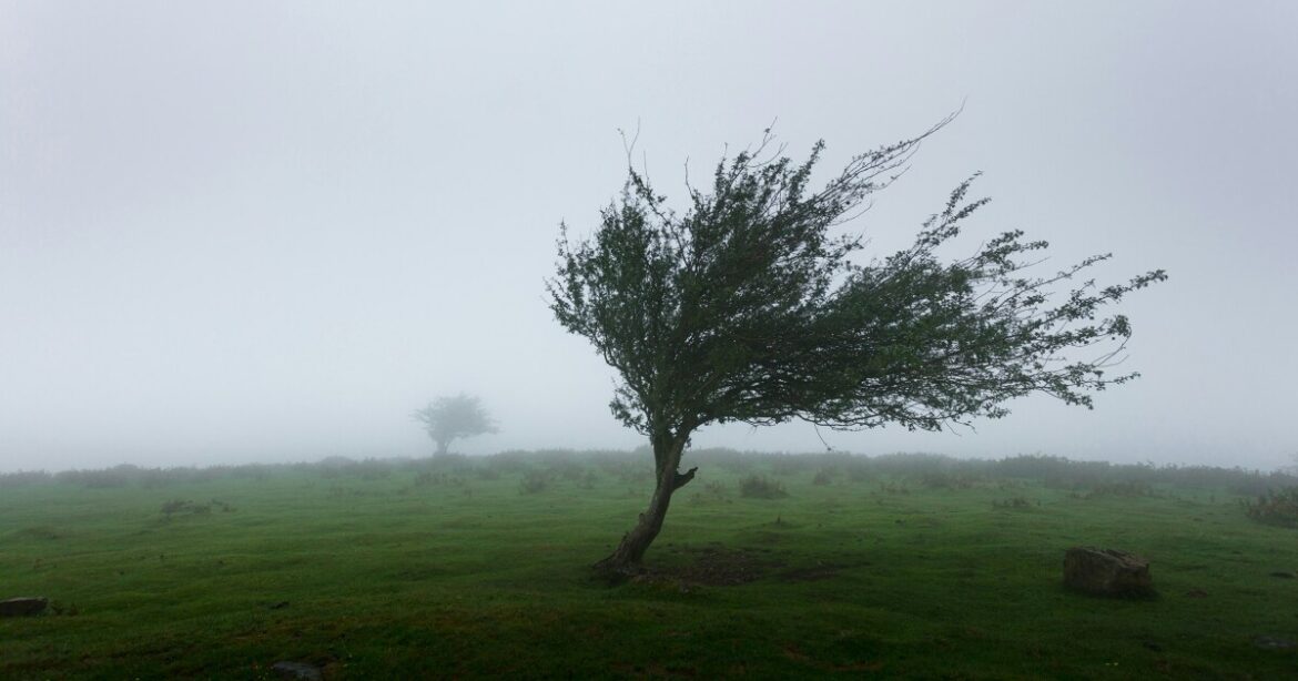 The Green Thumb: Working around the wind for your garden The Green Thumb: Working around the wind for your garden