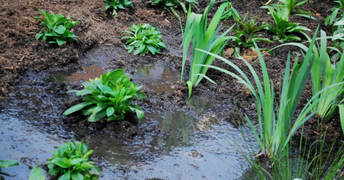 Homegrown NH: Don’t step foot in that garden quite yet! Homegrown NH: Don't step foot in that garden quite yet!