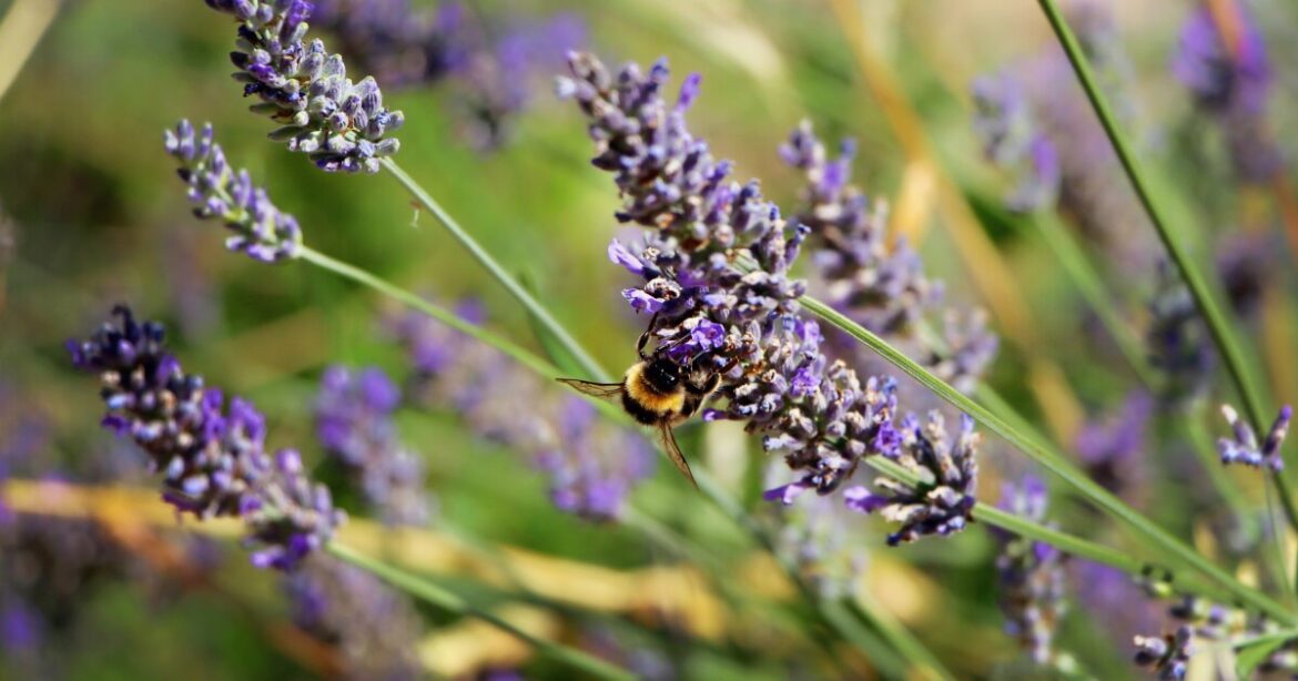 Spring gardening tips from perpetual gardens to pollinator lawns Spring gardening tips from perpetual gardens to pollinator lawns