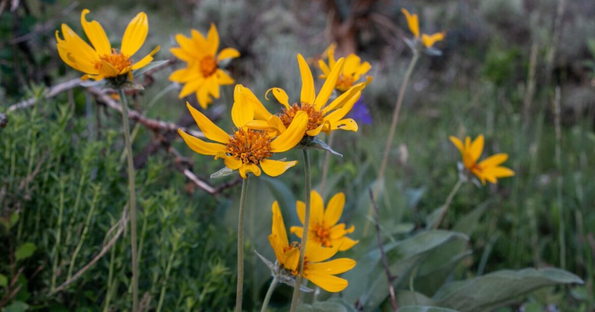 Utah’s free plant program gives bees a boost Utah’s free plant program gives bees a boost