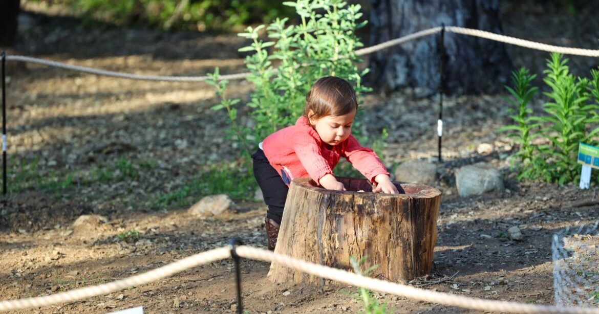 A new woodland where little kids can play with all the native plants opens in Claremont A new woodland where little kids can play with all the native plants opens in Claremont