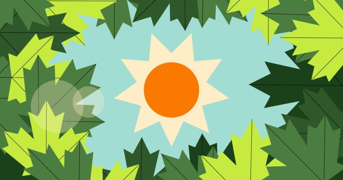 How SoCal plants and gardeners are surviving the heat