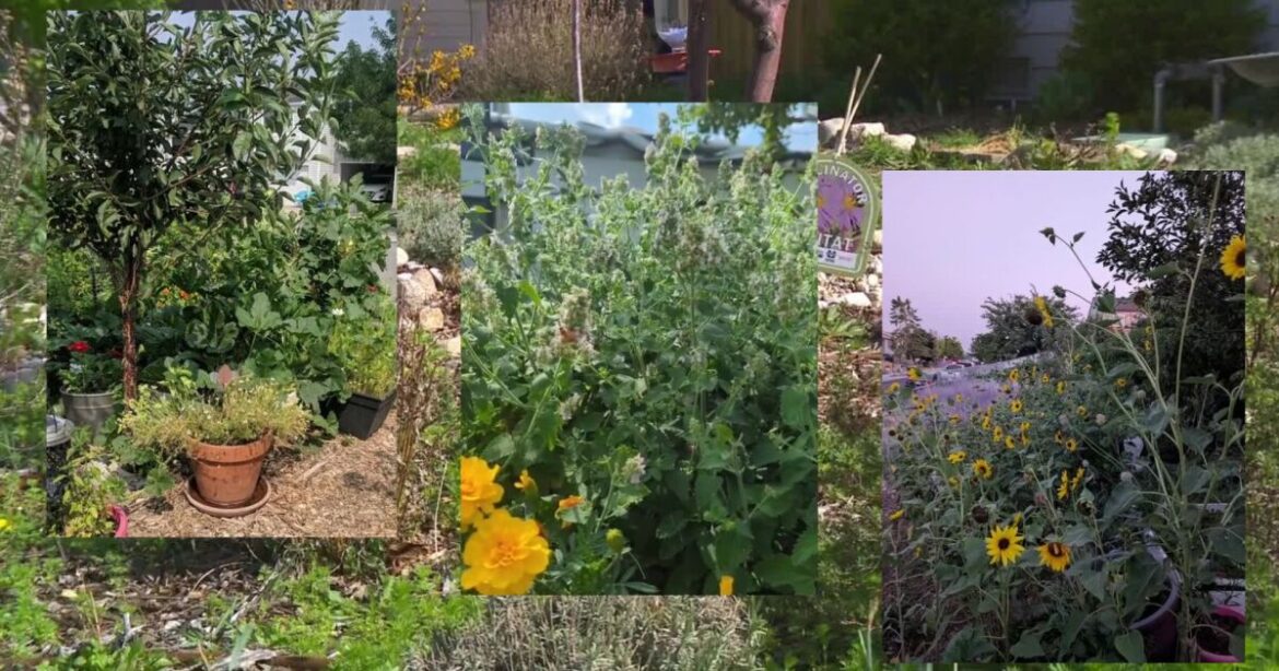 Utah pollinator program offers grants for drought-tolerant native gardens