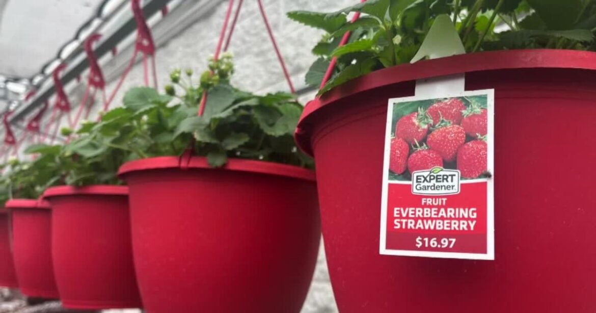 Spring deals from discounted power tools to affordable garden plants Spring deals from discounted power tools to affordable garden plants