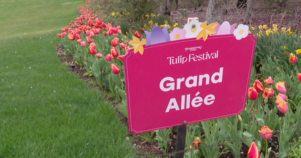 Ashton Gardens groundkeepers say dropping temperatures keep tulips in bloom Ashton Gardens groundkeepers say dropping temperatures keep tulips in bloom
