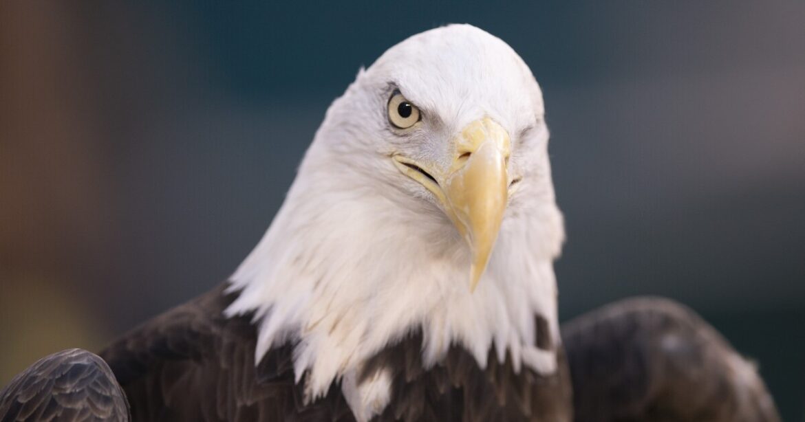 Investigation launched after bald eagles found dead in UP’s garden peninsula Investigation launched after bald eagles found dead in UP's garden peninsula